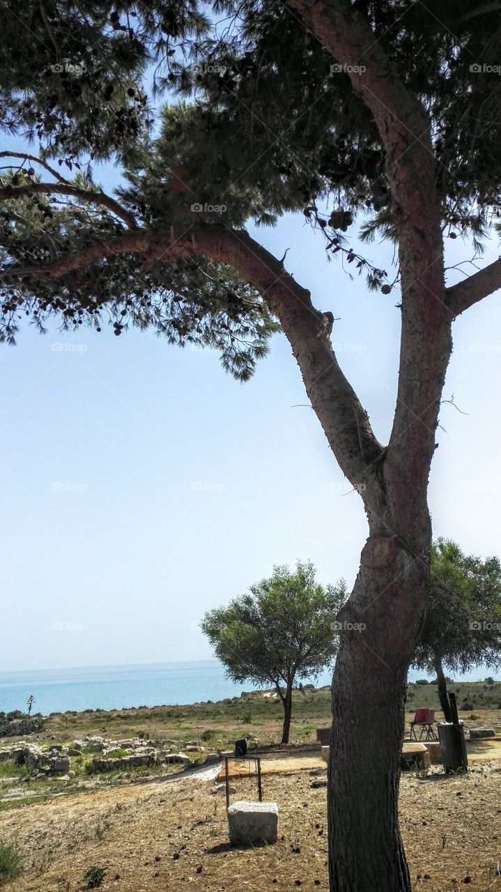 Alberi con Sfondo mare