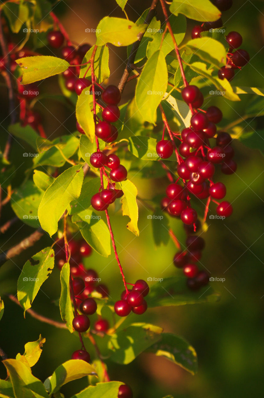 Red hanging berries