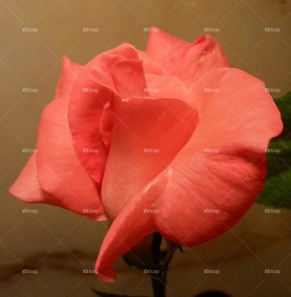 peach colored rose with odd shaped petals