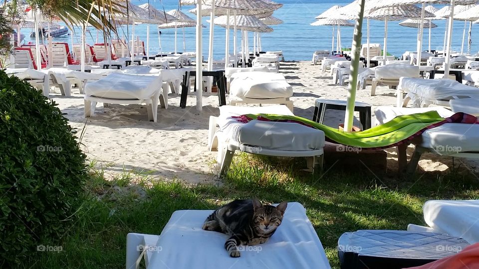 Someone's cat is taken to a seaside resort for the holiday.  What a lazy cat!