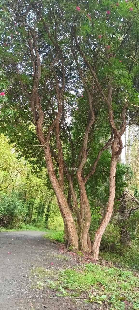 multiple trunks tree in Irish garden
