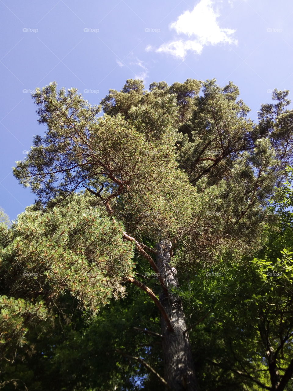 Schwarzwald in Bad Wildbad