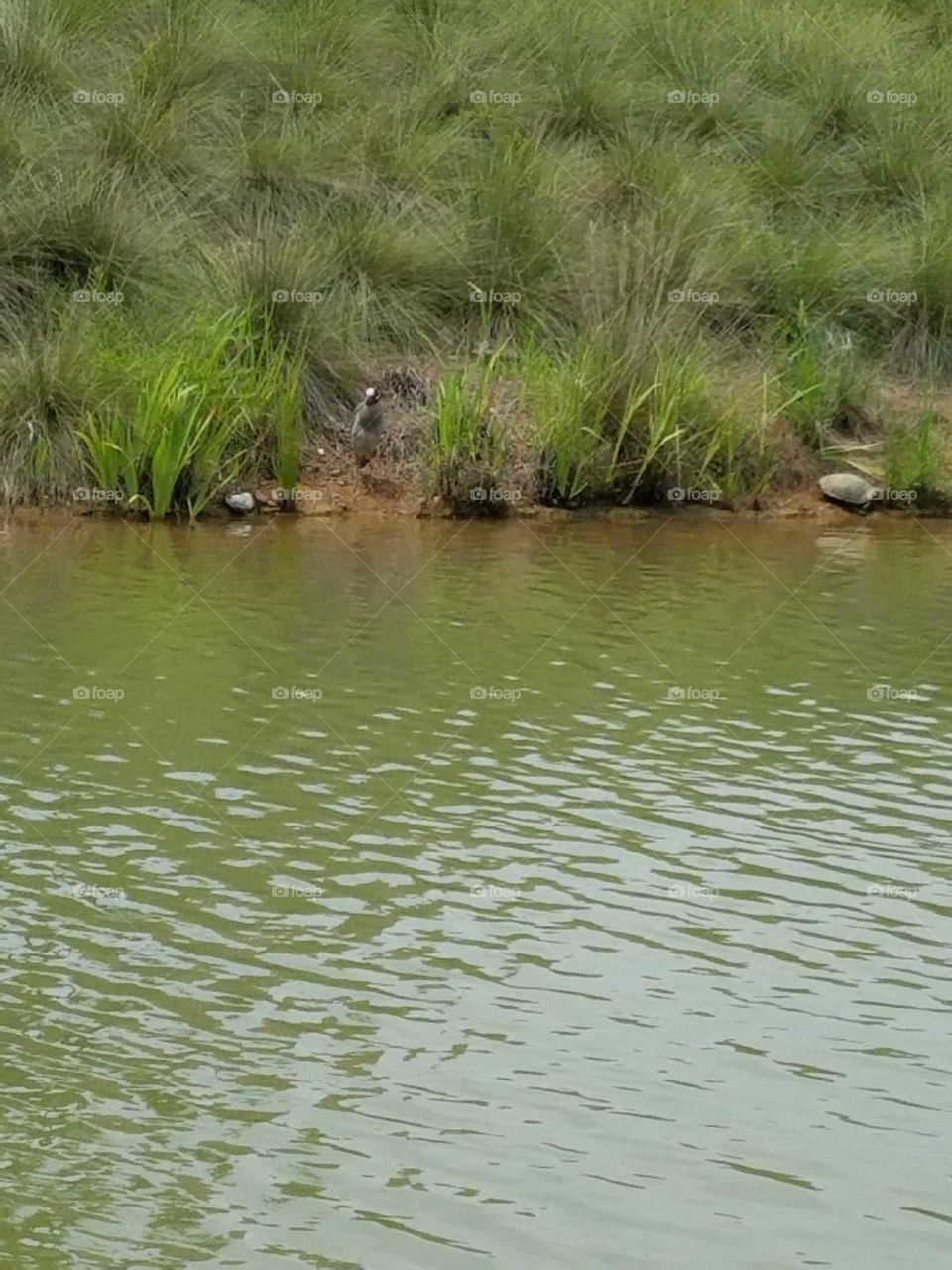 Bird on water