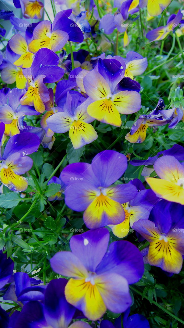 Pansy Fever