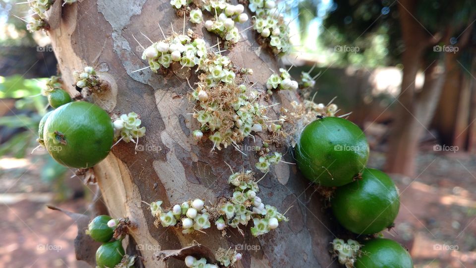 lindos frutos com florezinhas no Jaboticabal.
