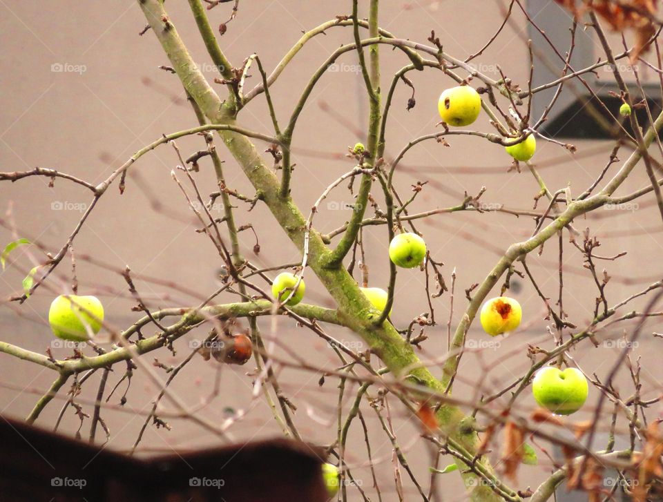 urban apple tree