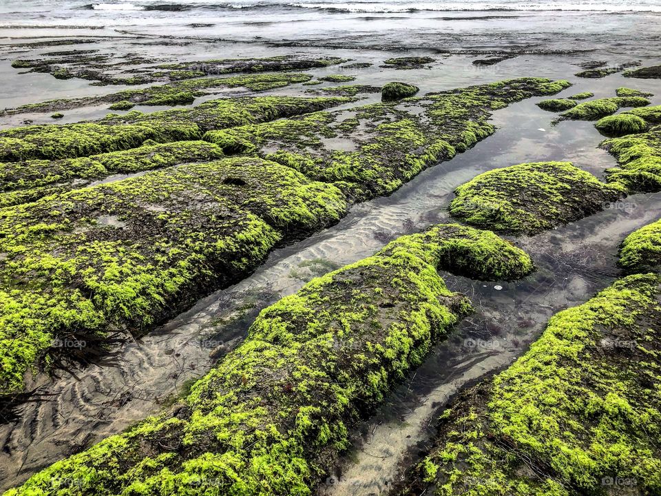 Kelp chartreuse reef ocean Southern California sand water background  
