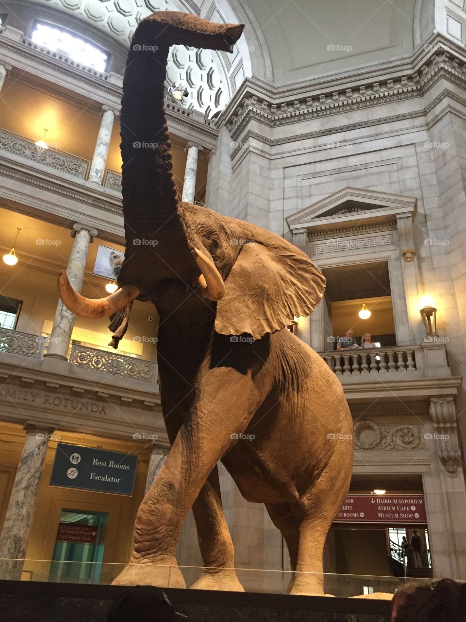 The Museum of Natural History in DC, the elephant from the Night of the Museum movie 