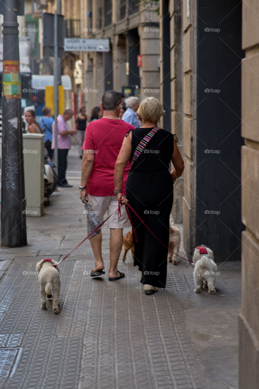 Walking with dogs 