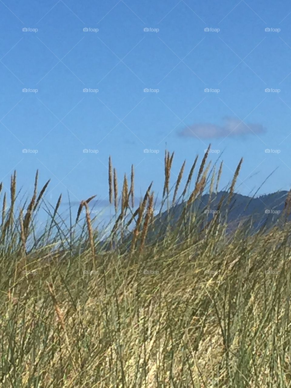 Dune grass