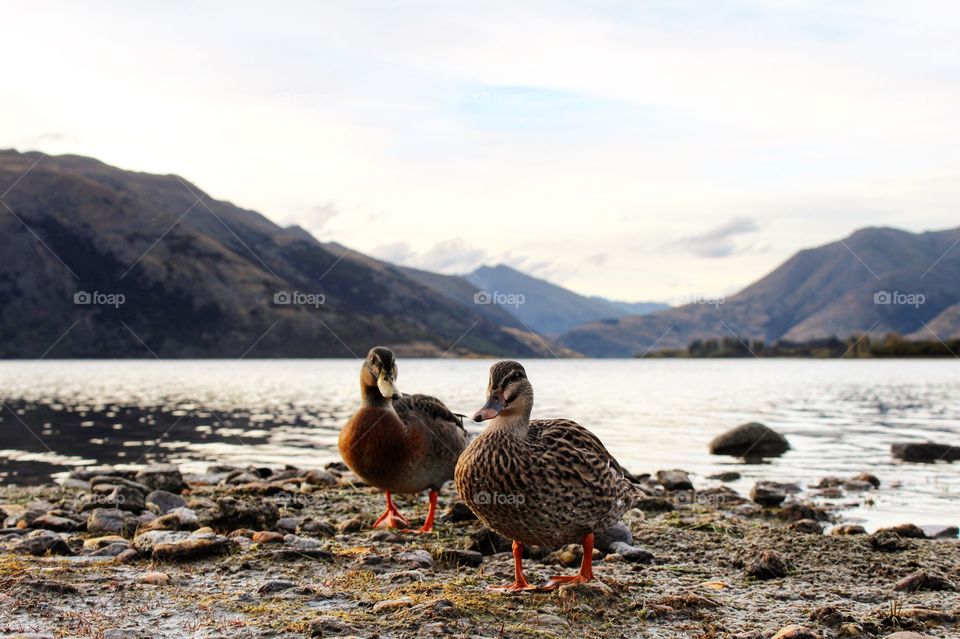 Hungry ducks