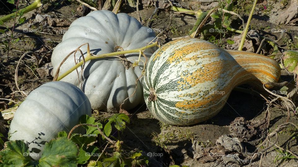 Pumpkins and gourds. Some white pumpkins and some kind of squash gourd still on the vine at the pumpkin patch.