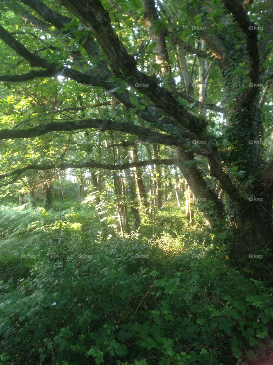 Sun light in the woods