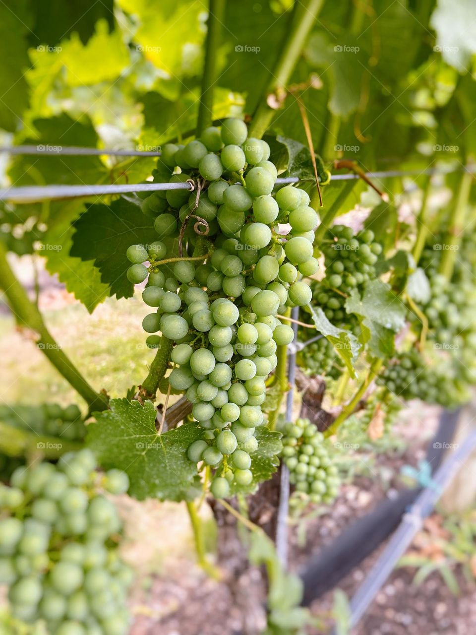 Grapes growing on vine