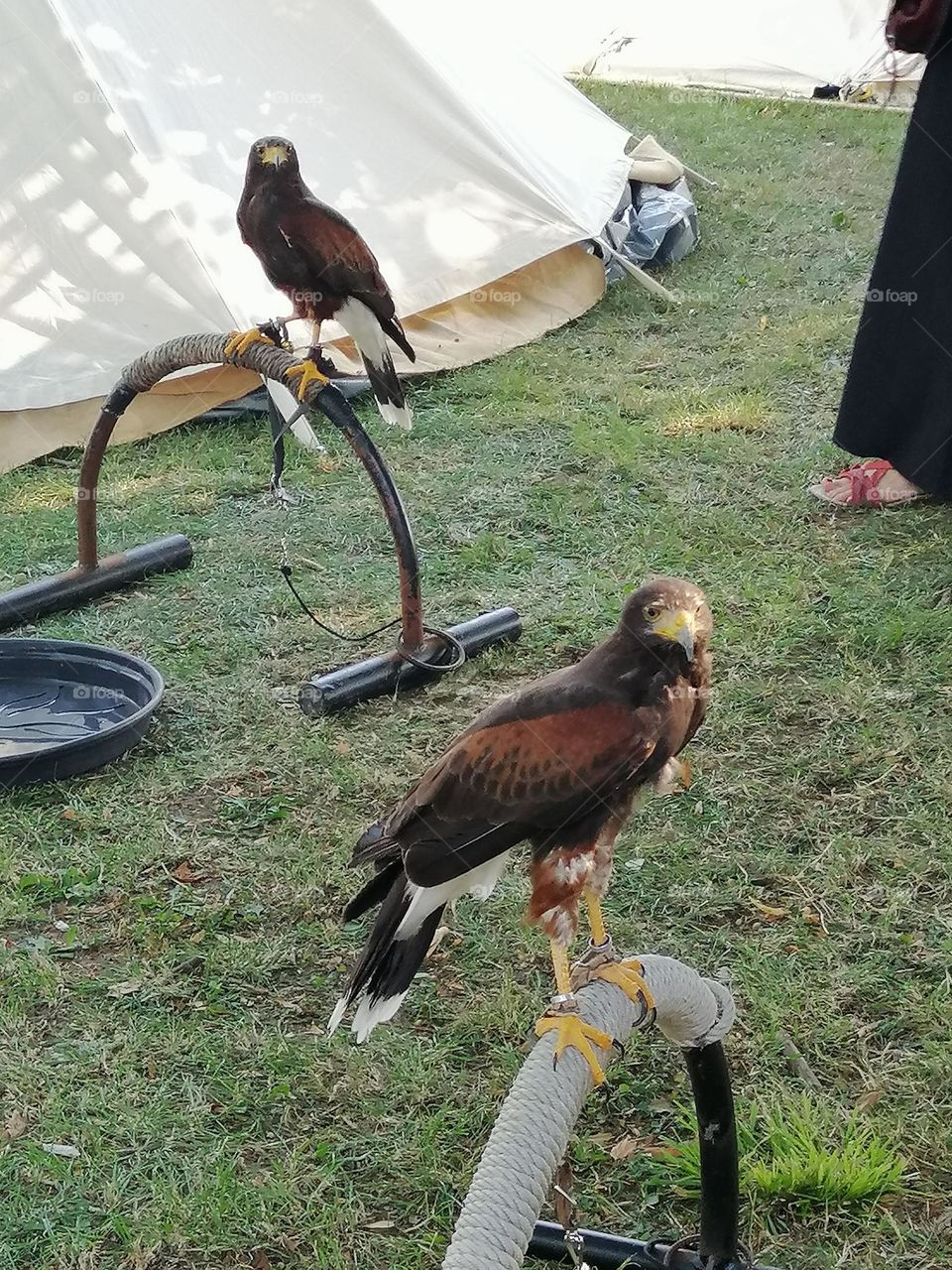 eagles, hawks, vultures