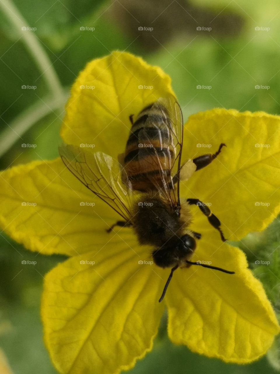 Bee