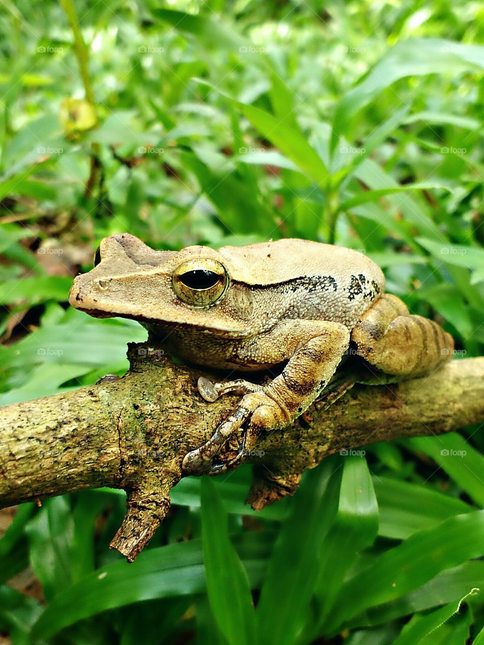 frog
