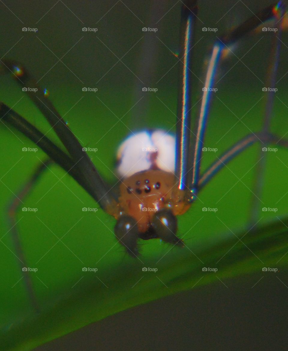 spider insect
