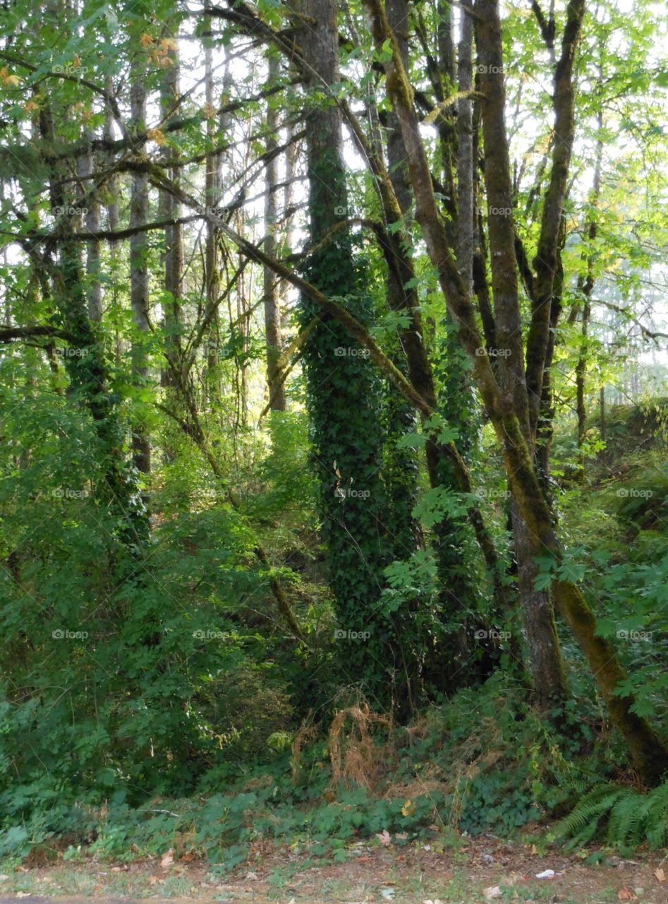 Northern California coastal forest 