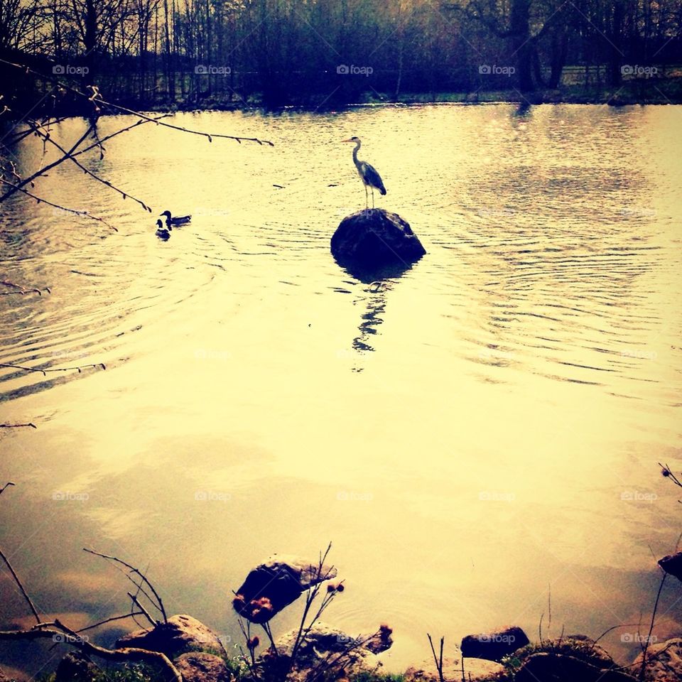 Bird on a stone