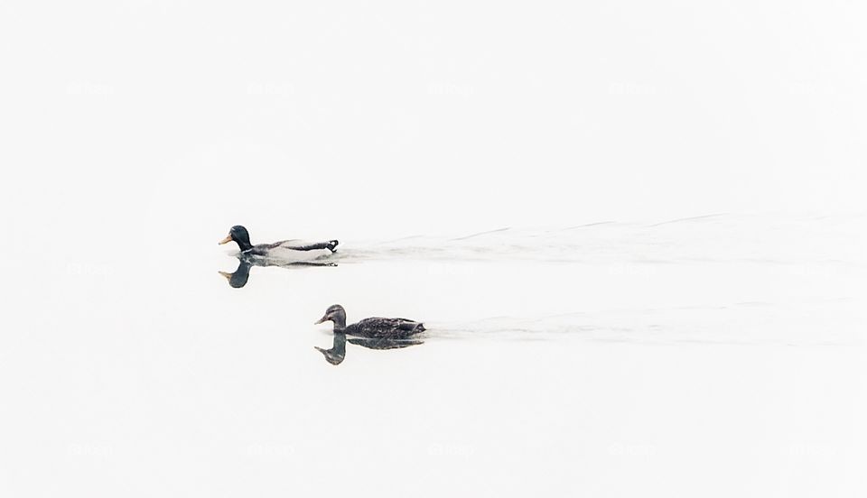 Quacks on the St Lawrence River 