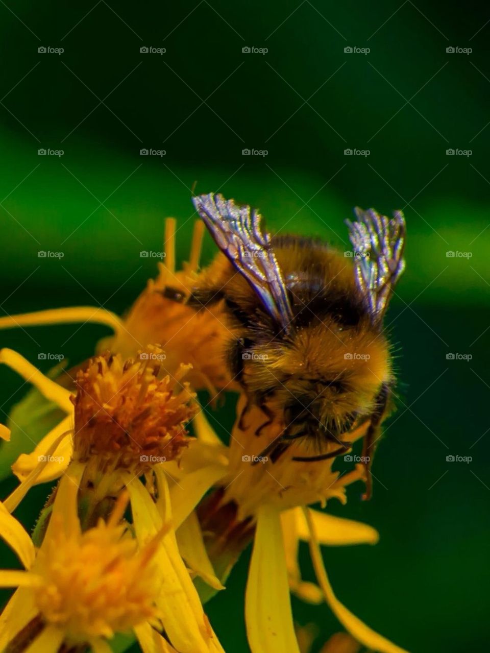 Bee