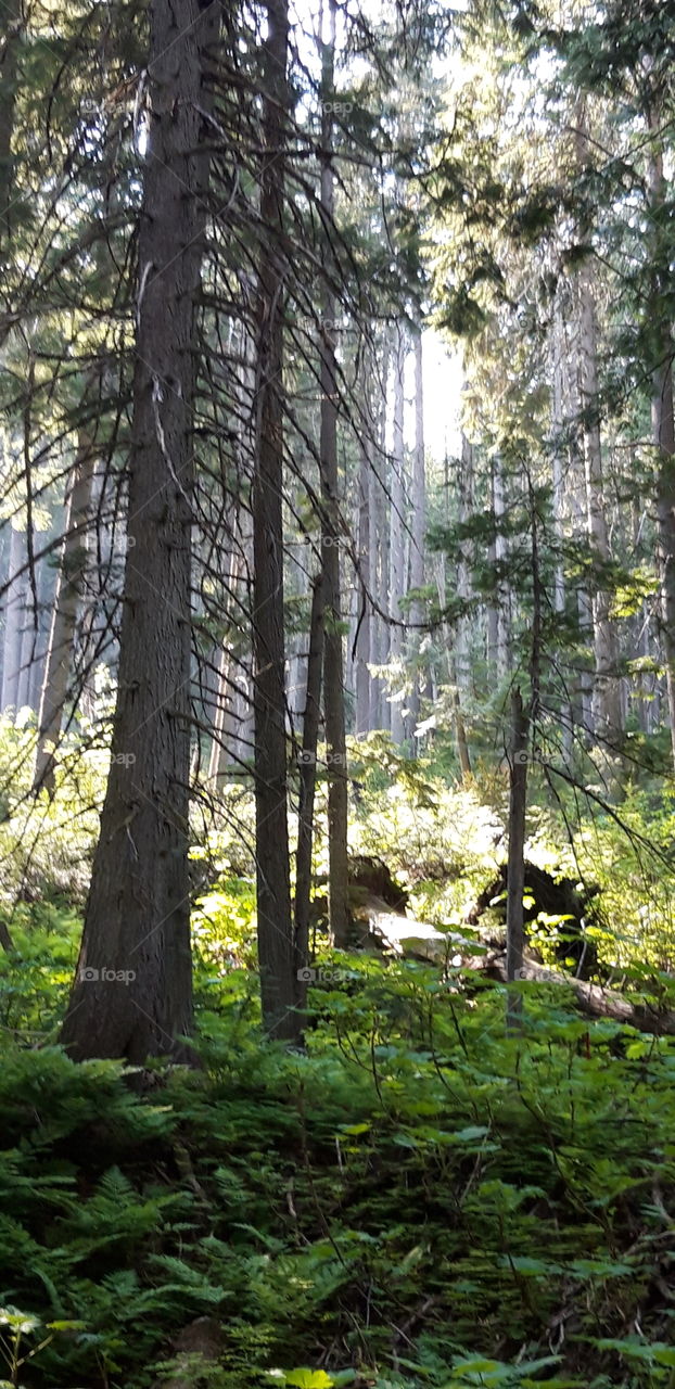 jiant cedar fpr

geant cedar forest in Canada