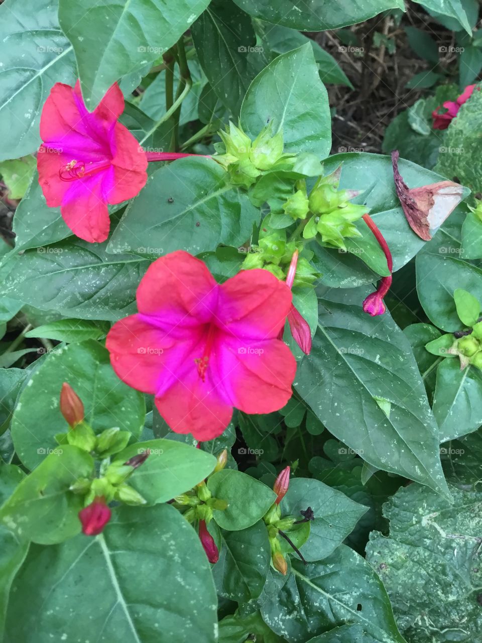 Mirabalis bloom in late summer