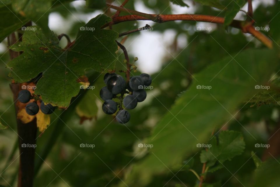 Wild grapes 