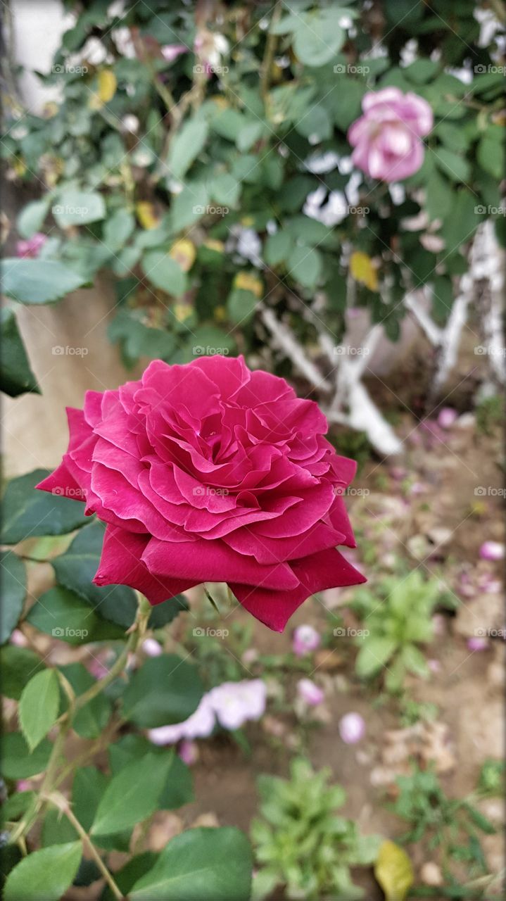 Red rose ⚘