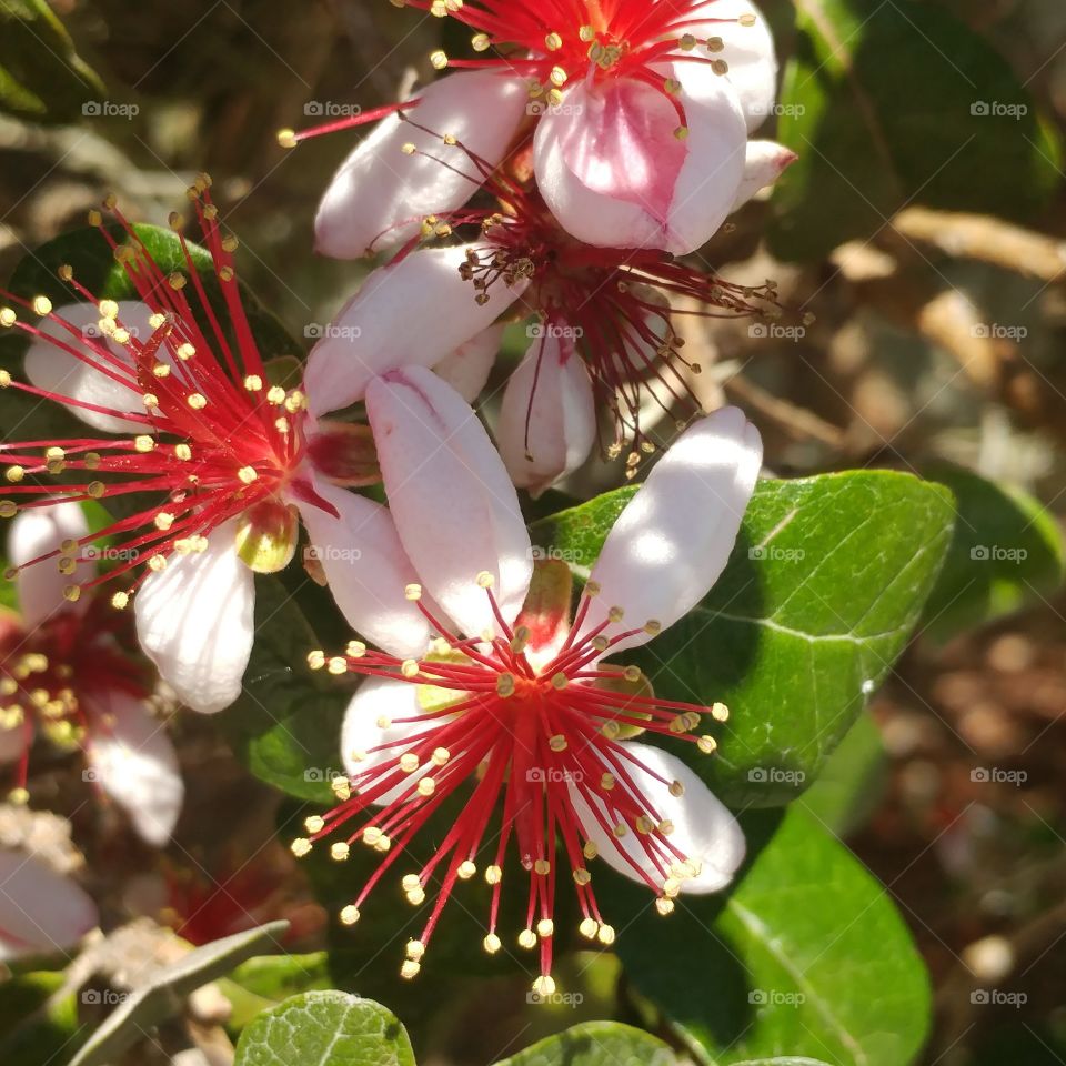 blooming flowers on a bush