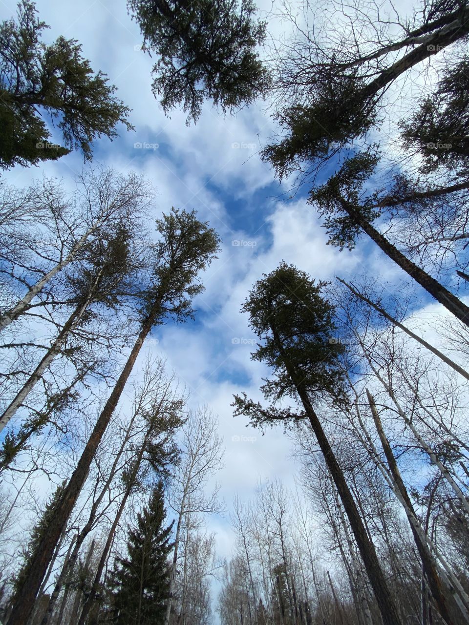 A winter sky