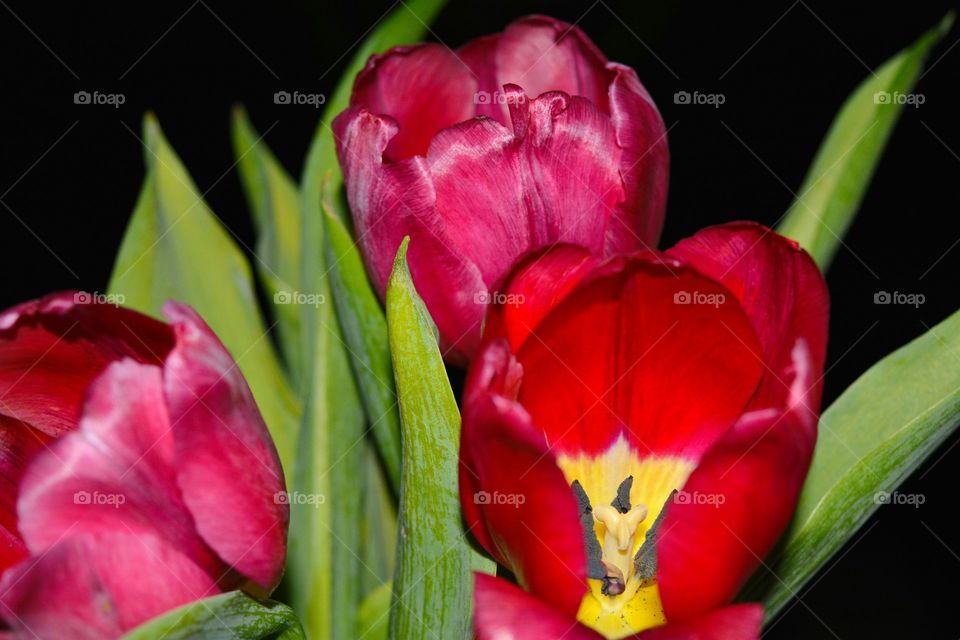 red tulips