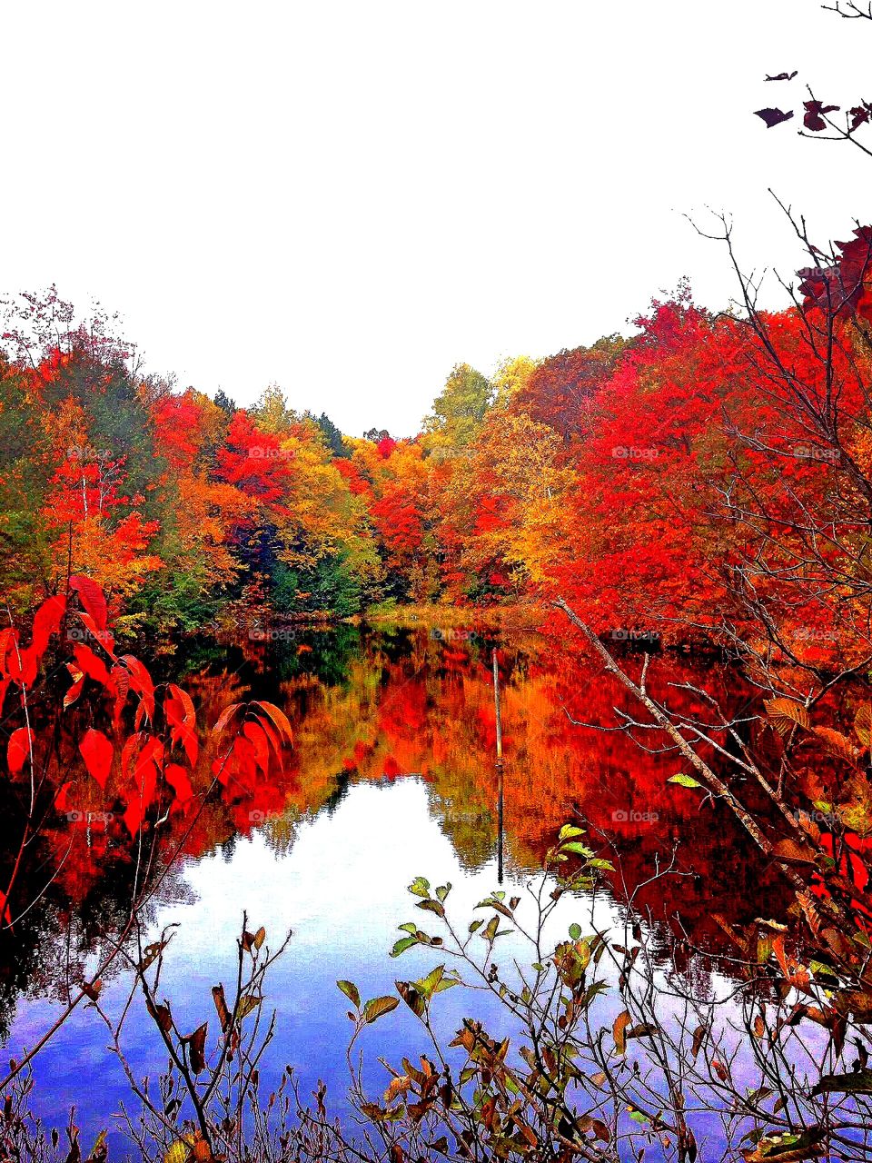 Fall Forest Reflection. 