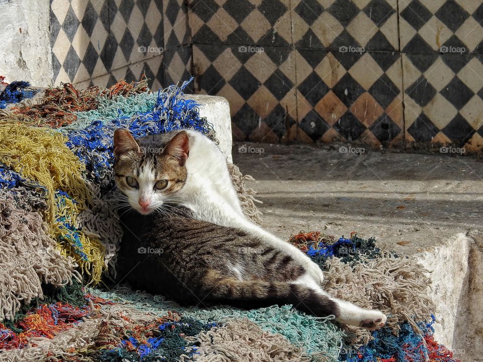 Kitten on carpet