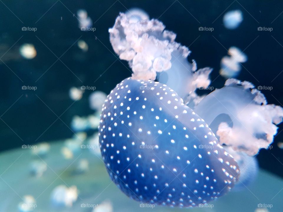 A Bright blue Jellyfish says hello to you