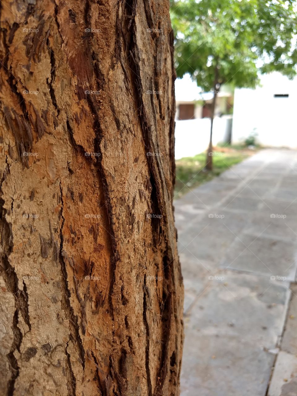 tree bark