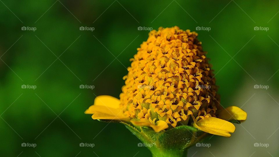 orange flower, small flowers, cute flowers, beautiful little flowers, small plants, little plant