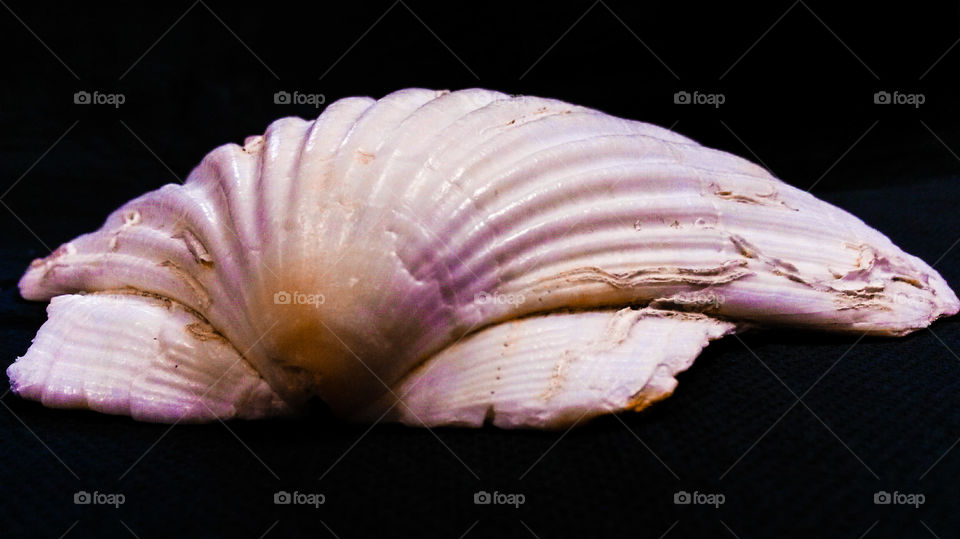 close up of seashell