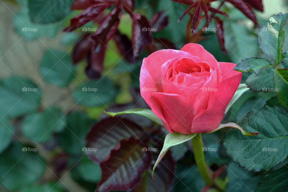 Pink rose in the garden with copy space on the left side