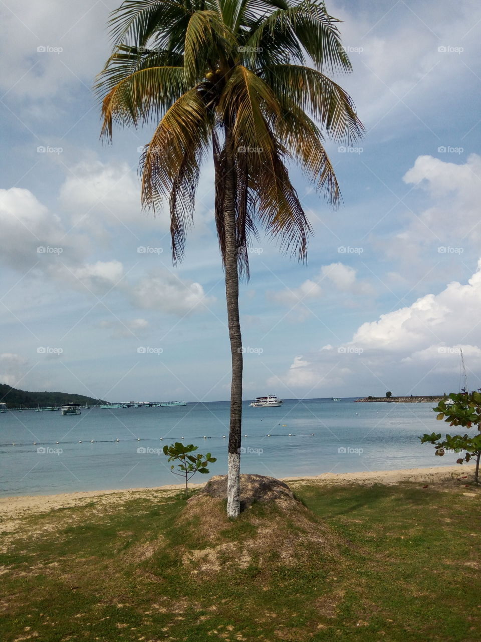 coconut tree