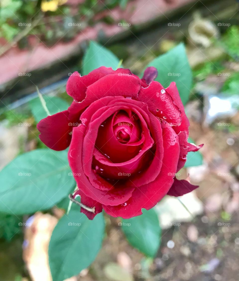 Rose 