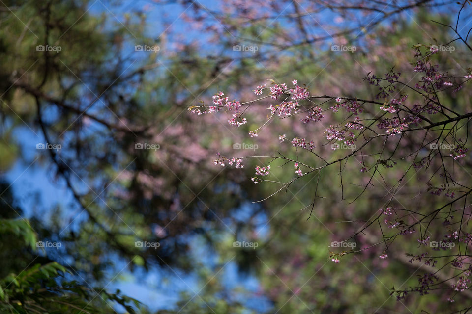 Sakura flower in Thailand 