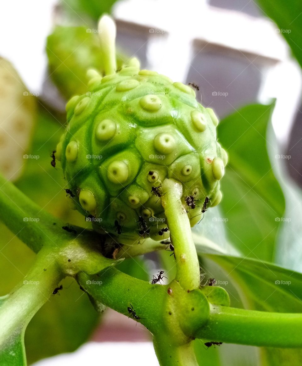 Noni fruit, with small black ants..