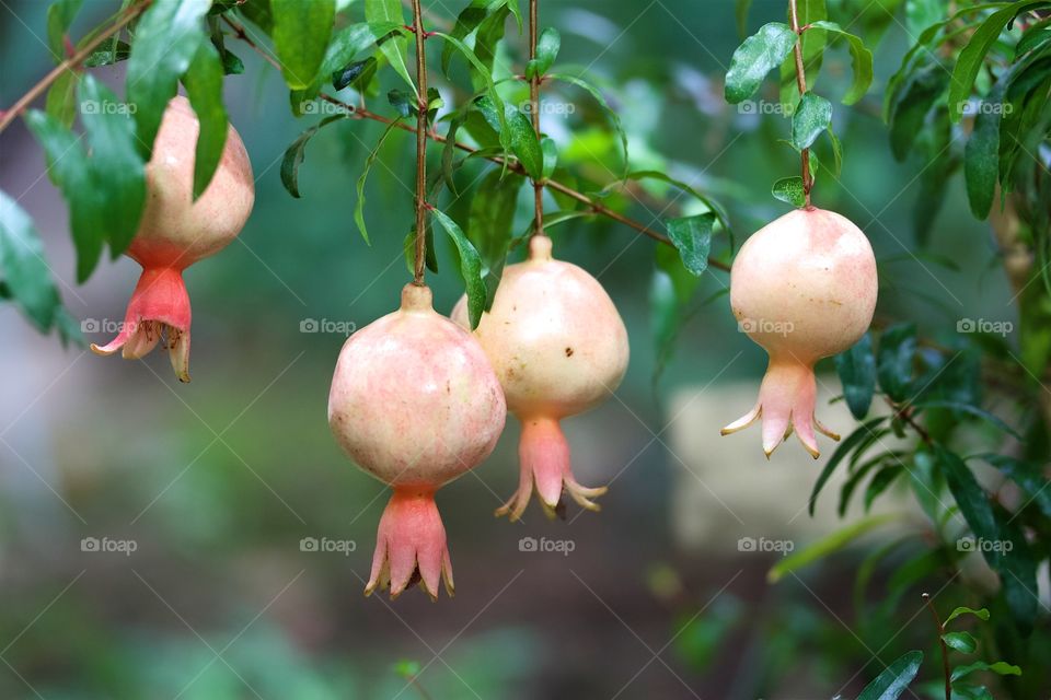 Pomegranate on tree