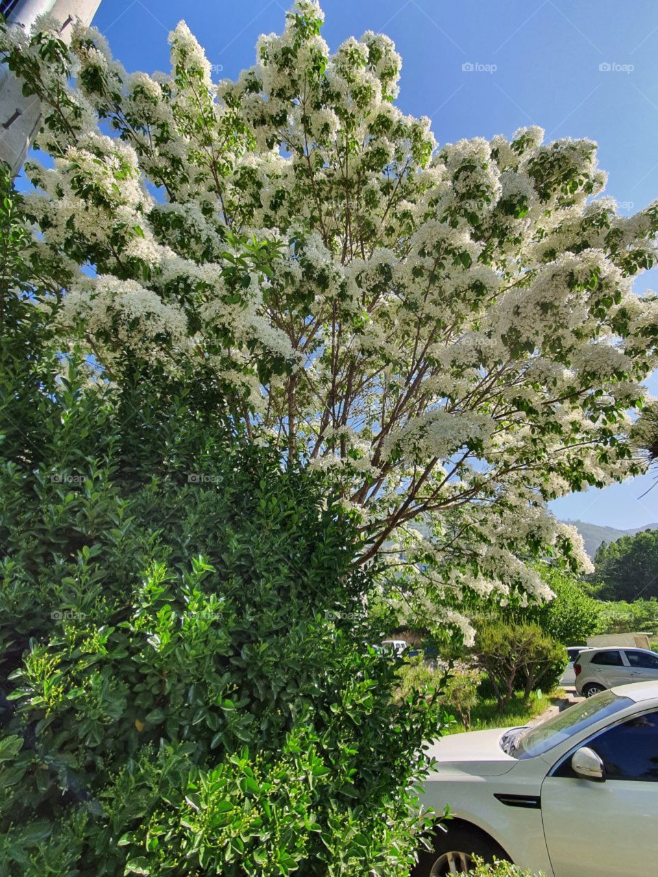 flowering plants on parking