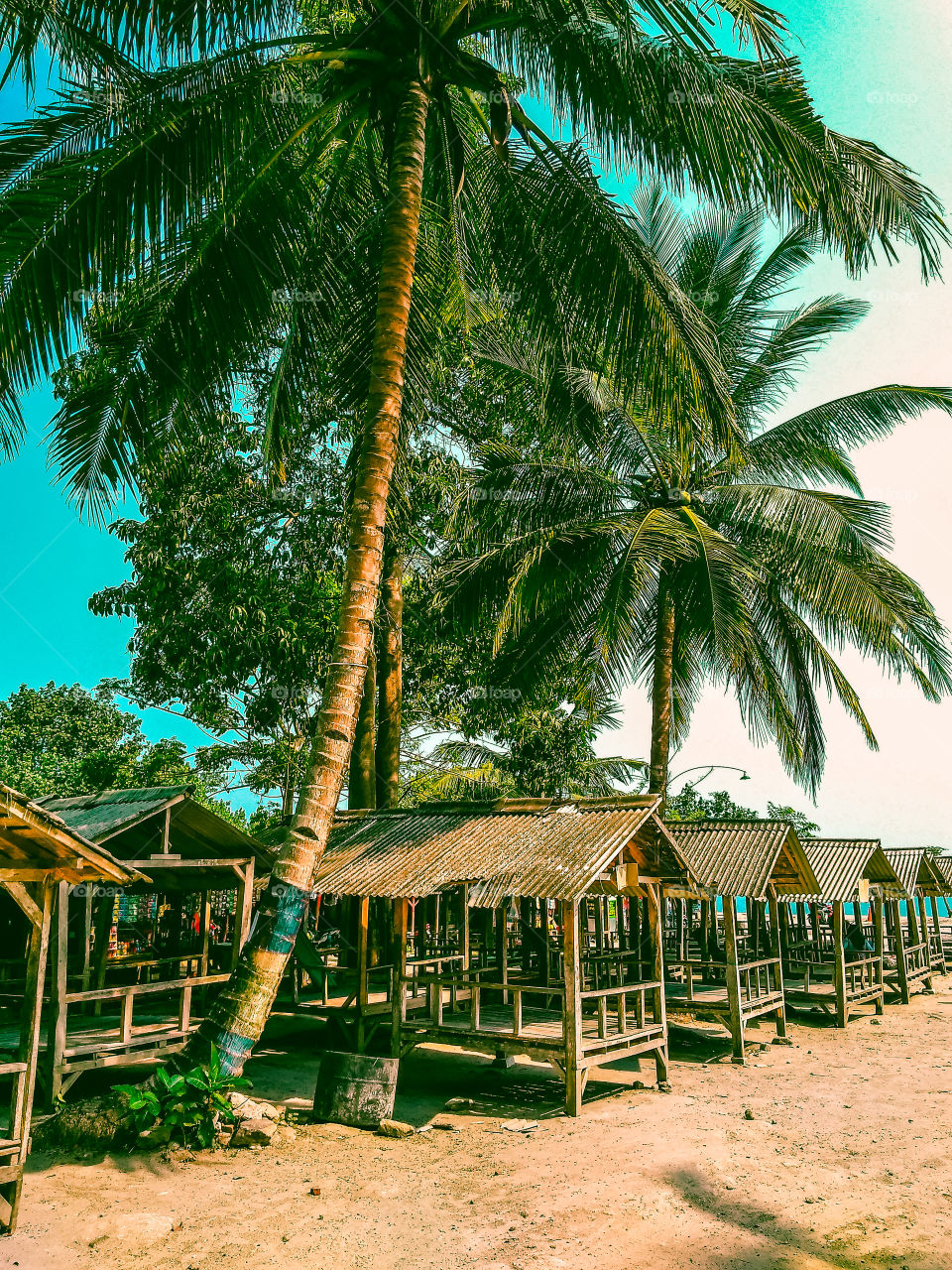 beachside coconut trees