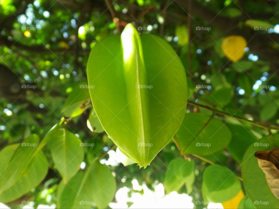 Star fruit