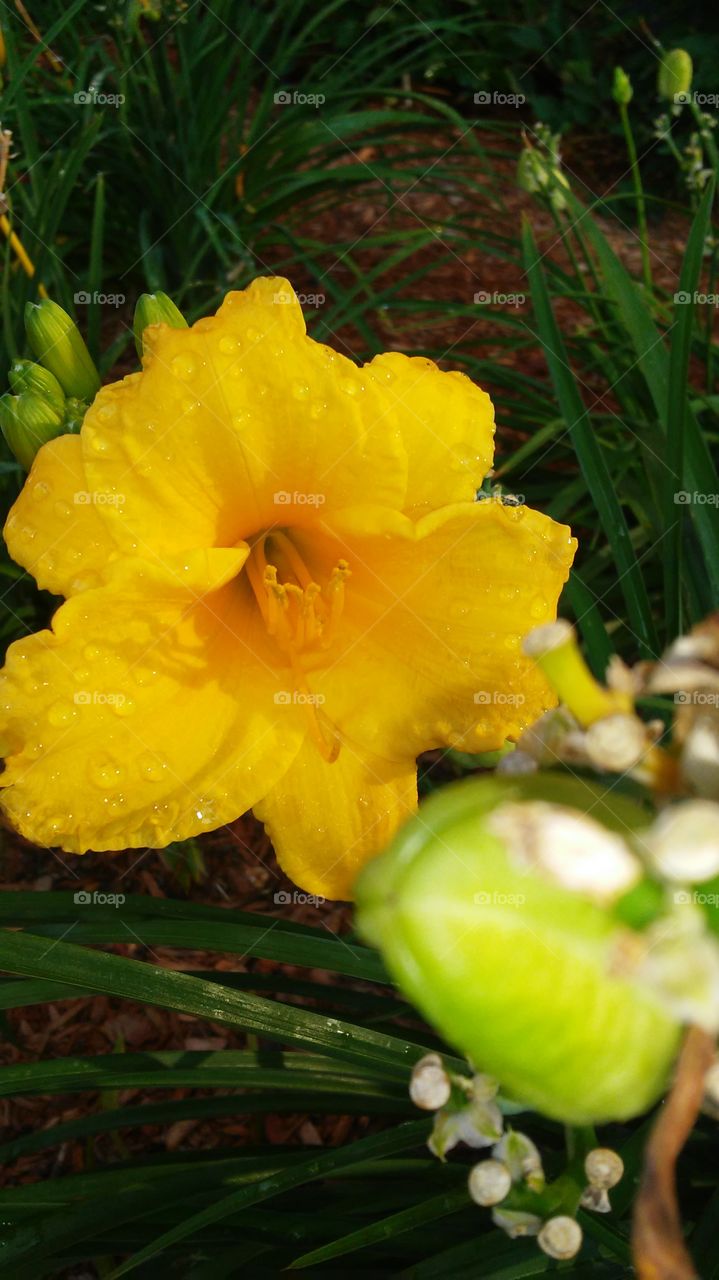 Nature, No Person, Leaf, Flower, Flora