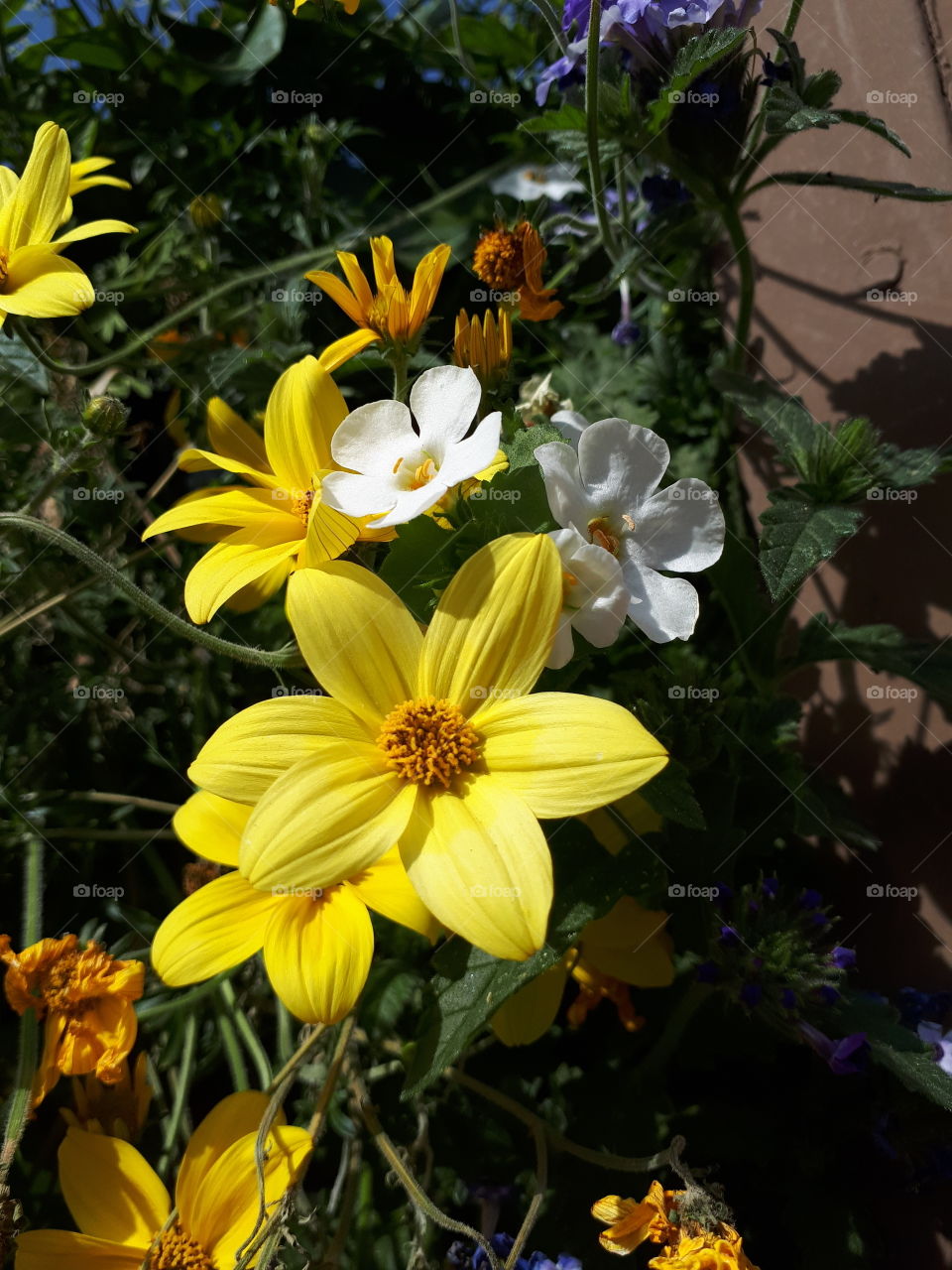 Cluster of White and Yellow flowers